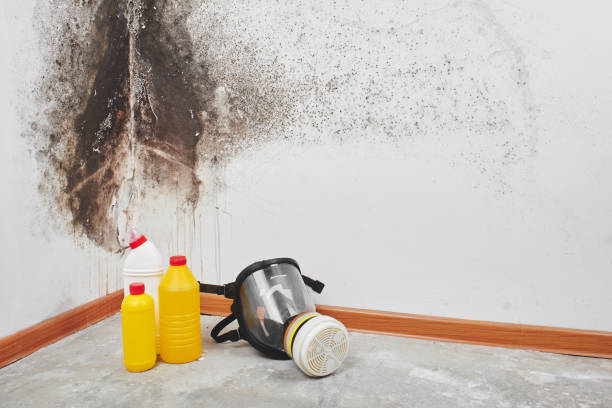 Best Office Mold Removal Services  in Devens, MA