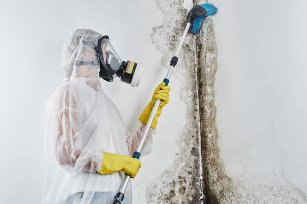 Best Crawl Space Mold Removal  in Devens, MA