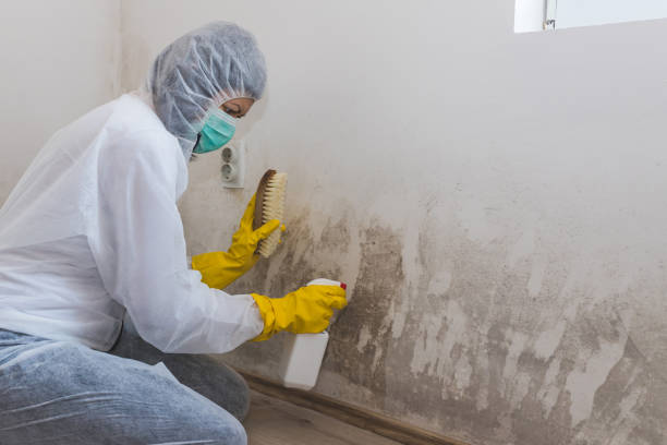 Professional Mold Removal in Devens, MA