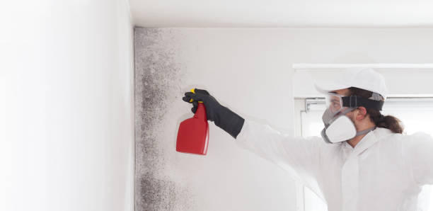 Best Mold Cleaning Services  in Devens, MA