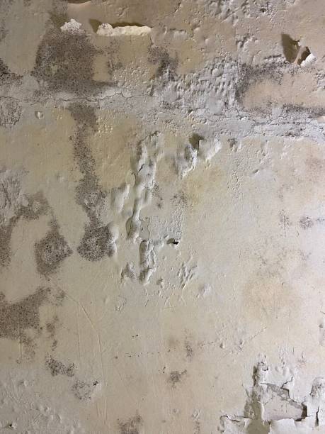 Best Affordable Mold Removal  in Devens, MA