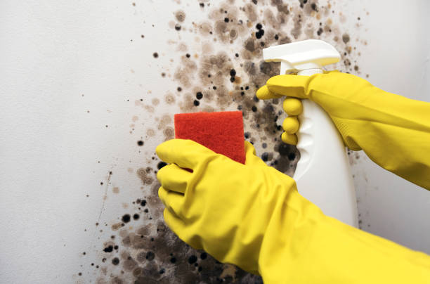 Best Fast Mold Removal  in Devens, MA