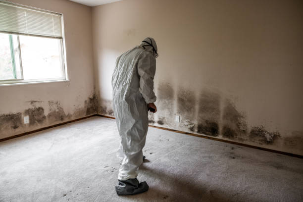 Best Home Mold Removal  in Devens, MA