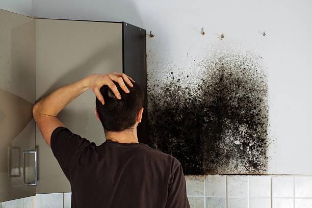 Best Mold Remediation  in Devens, MA