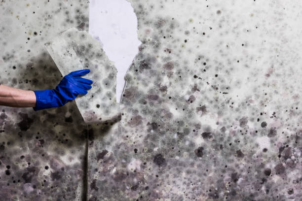 Best Toxic Mold Removal  in Devens, MA