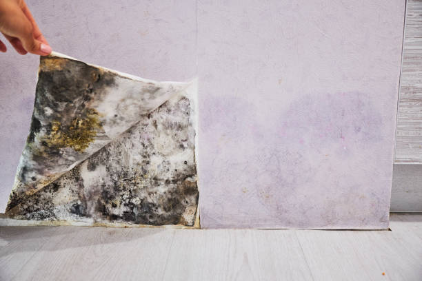 Devens, MA Mold Removal Company